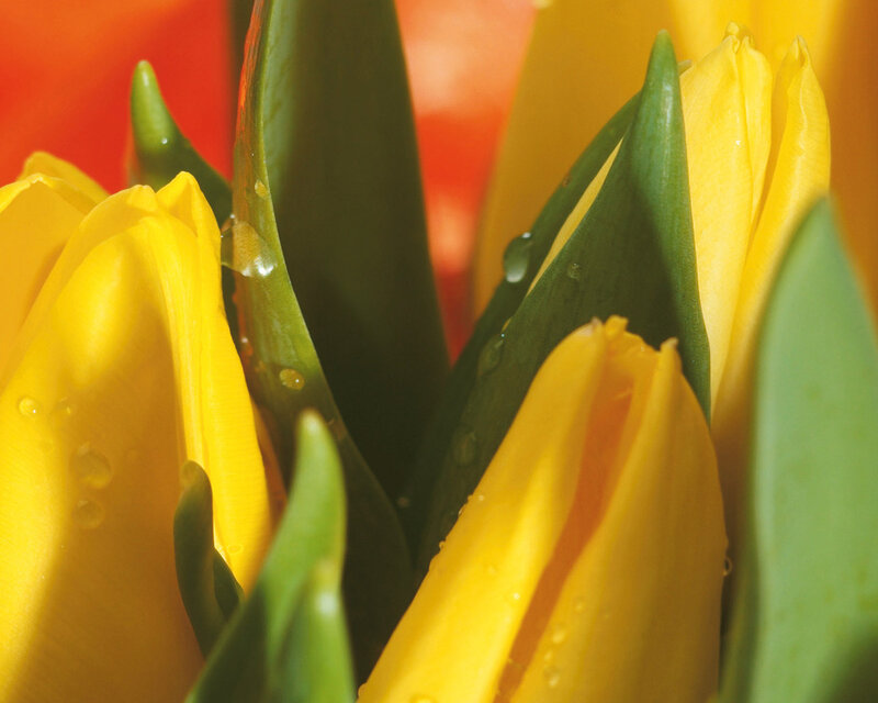 Yellow Tulips with Dew