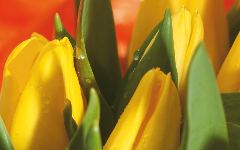 Yellow Tulips with Dew — Vibrant, Spring