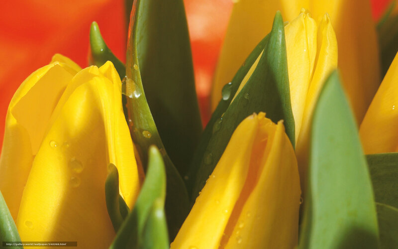 Yellow Tulips with Dew — Vibrant