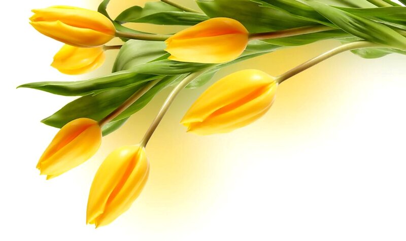 Yellow Tulips with Green Leaves — Serene