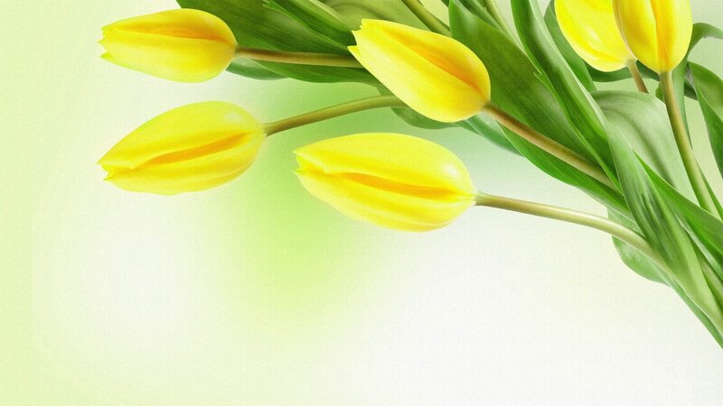 Yellow Tulips with Green Leaves