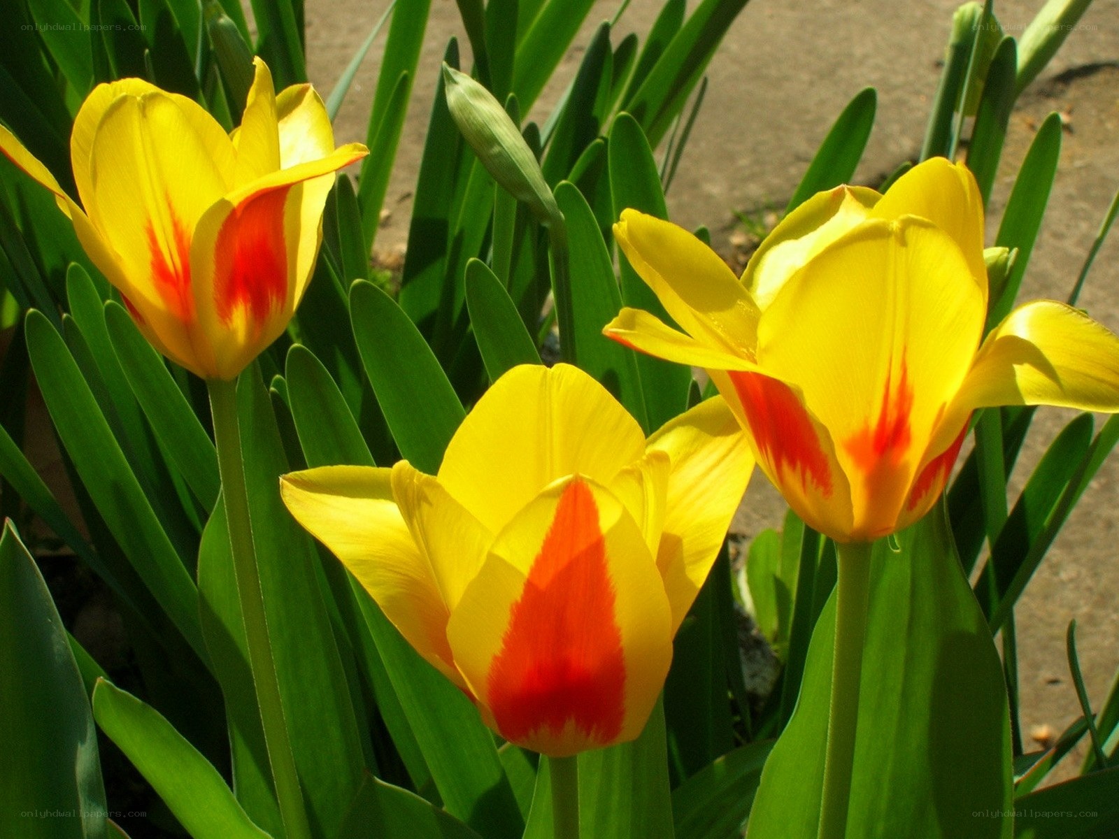 Yellow tulips with red markings