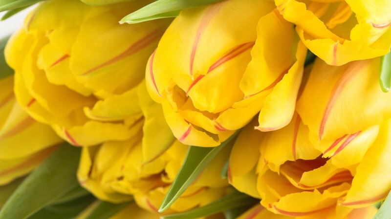 yellow tulips with red stripes