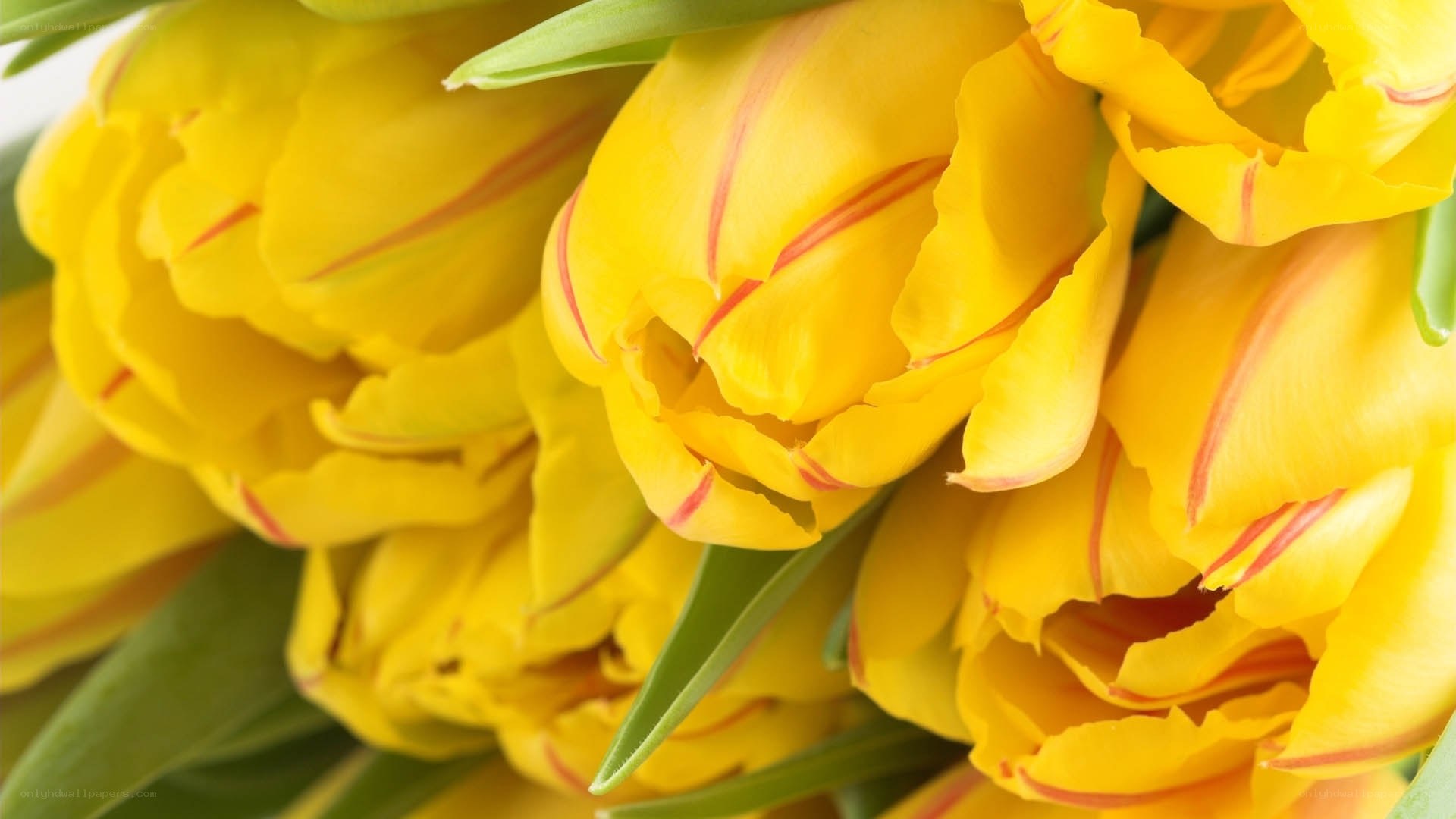 yellow tulips with red stripes