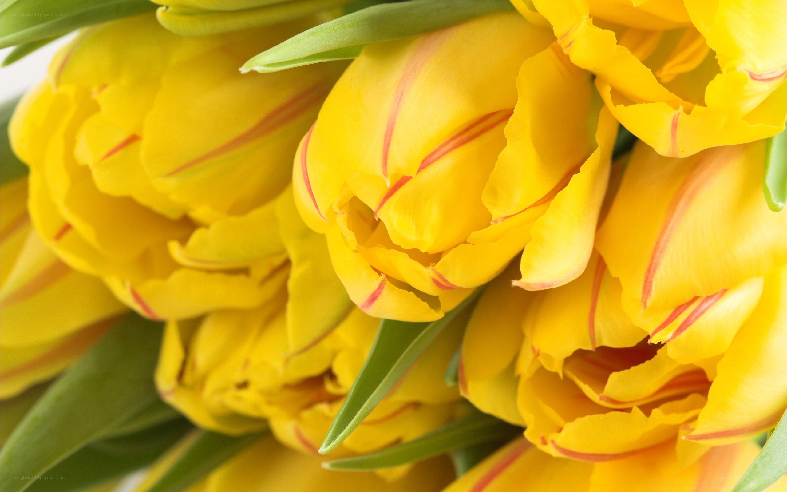 yellow tulips with red stripes
