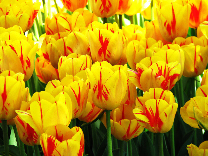 Yellow tulips with red stripes
