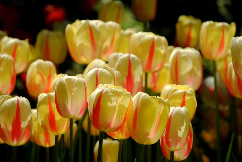 Yellow Tulips with Red Stripes — Bright, Afternoon