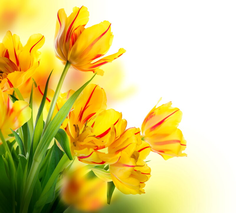 Yellow Tulips with Red Stripes — Bright, Spring