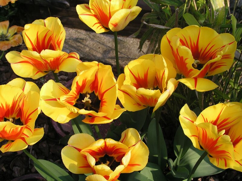 Yellow Tulips with Red Stripes — Bright