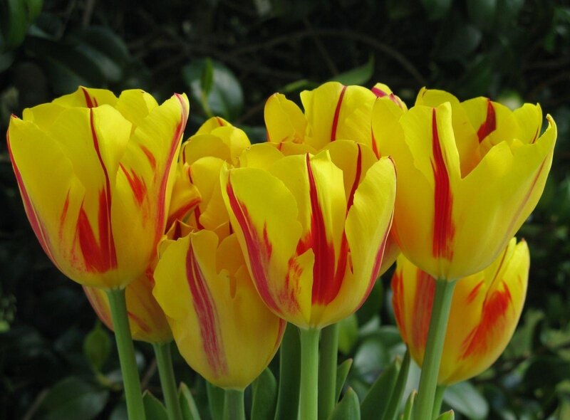 Yellow Tulips with Red Stripes — Calm, Spring, Photograph
