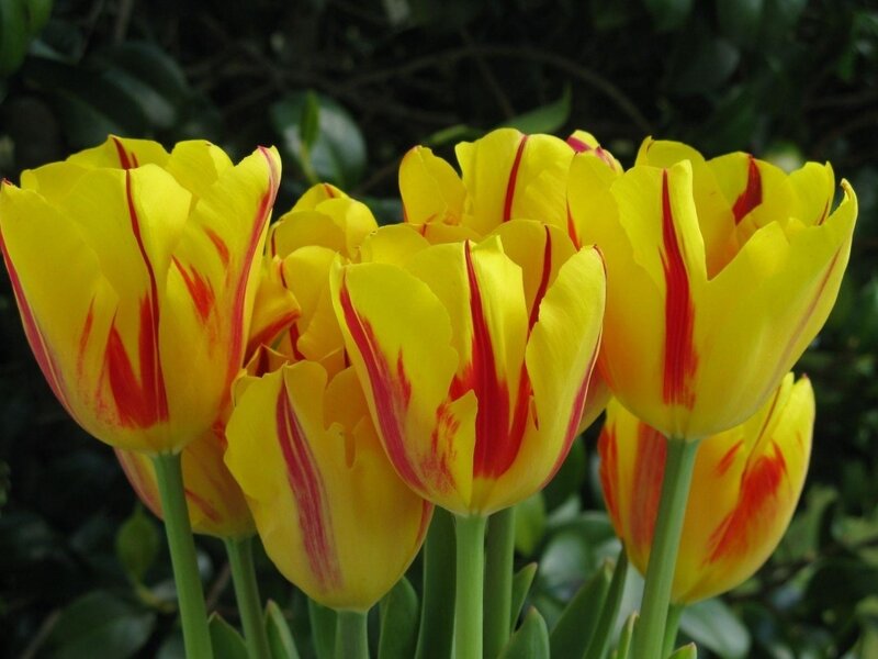 Yellow Tulips with Red Stripes — Calm, Spring