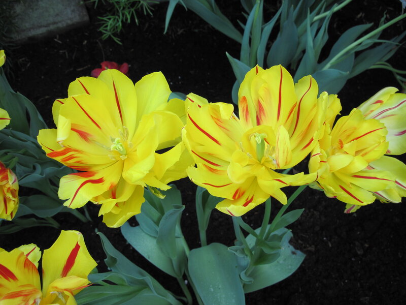 Yellow Tulips with Red Stripes — Calm