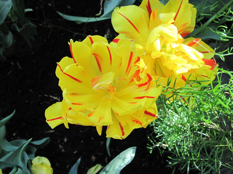 Yellow Tulips with Red Stripes — Natural