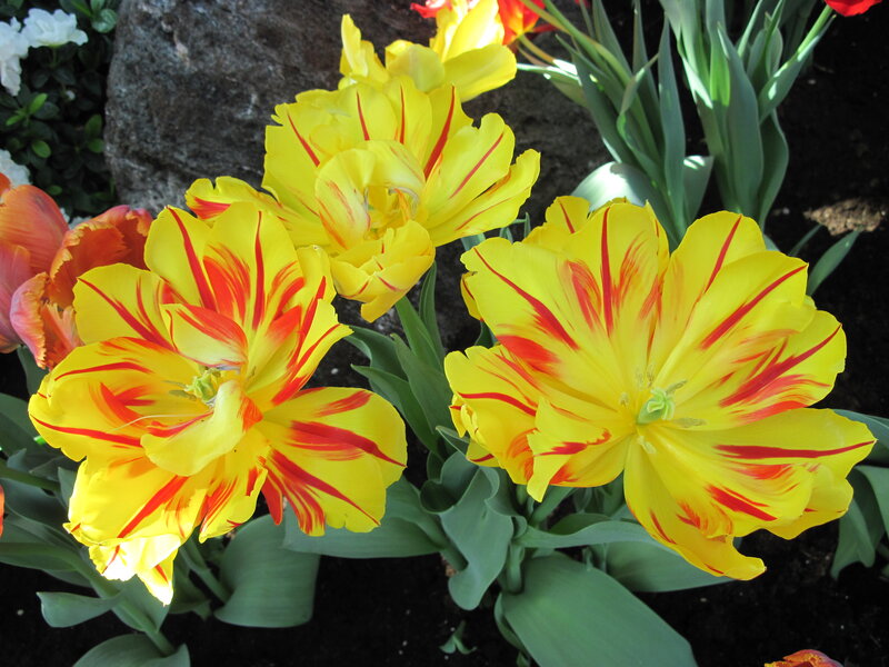Yellow Tulips with Red Stripes — Vibrant, Spring