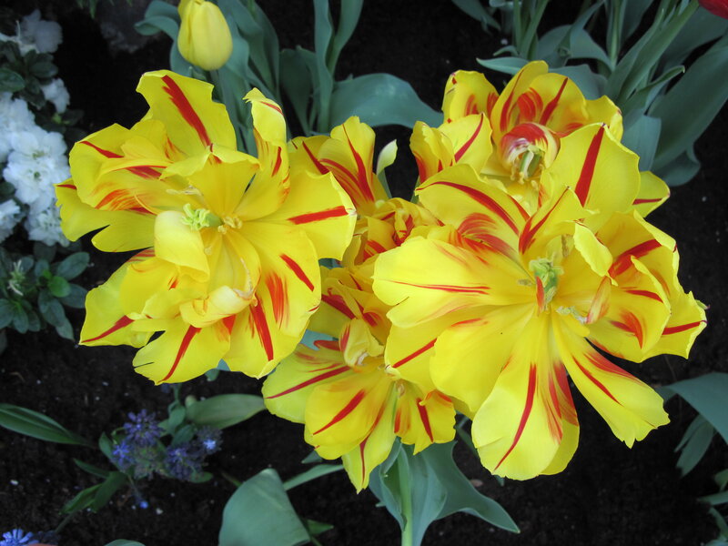 Yellow Tulips with Red Stripes — Vibrant