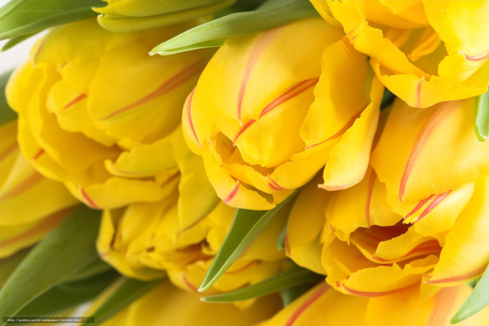 Yellow tulips with red stripes