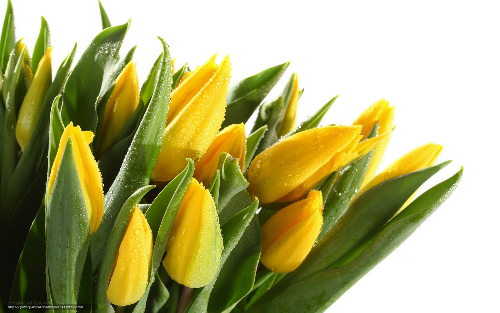 Yellow tulips with water droplets