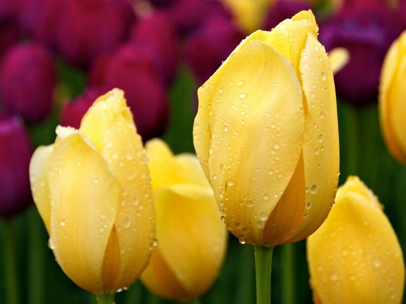 Yellow tulips with water droplets