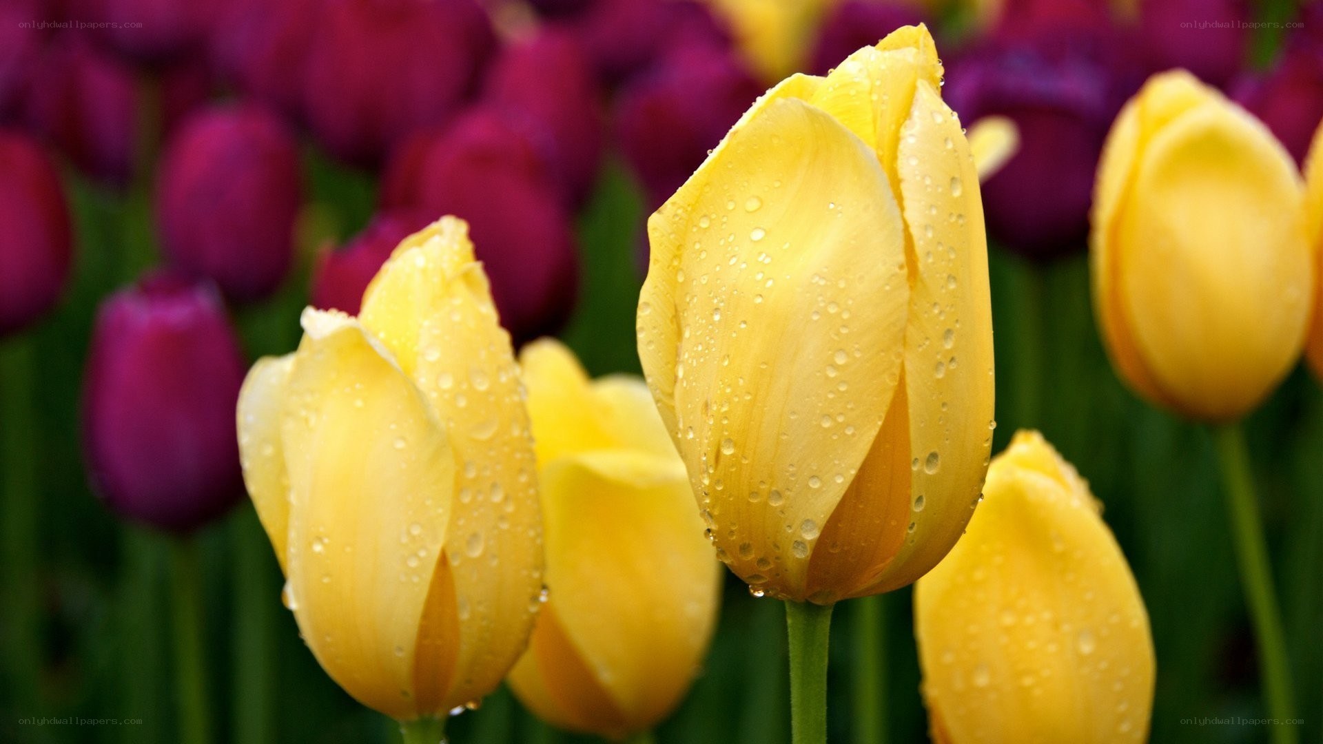 Yellow tulips with water droplets
