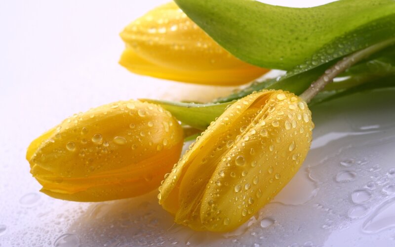 Yellow tulips with water droplets