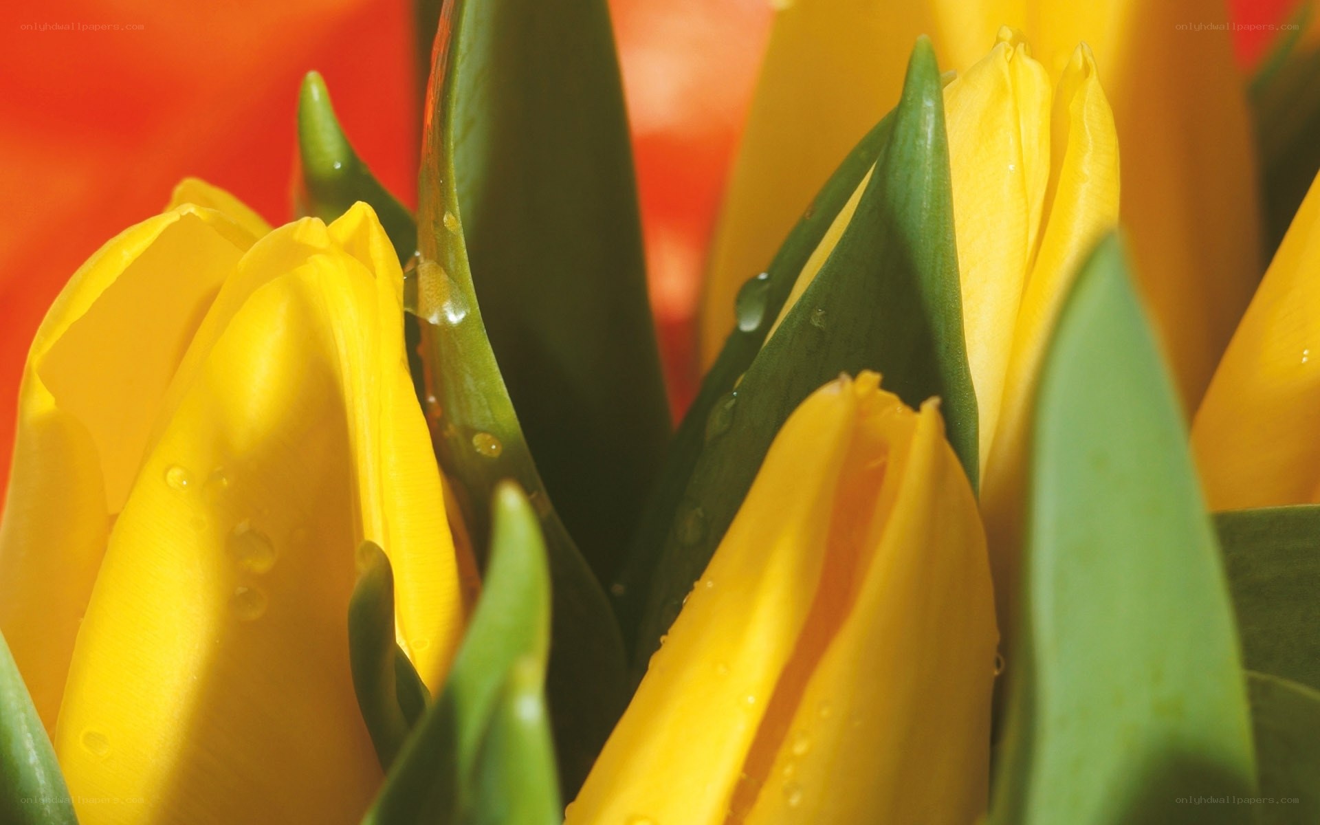 Yellow tulips with water droplets