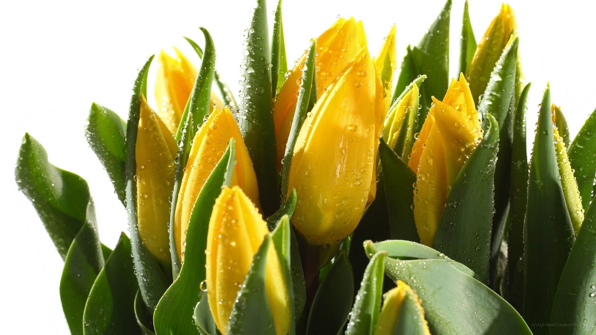 Yellow tulips with water droplets