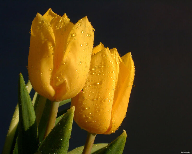 Yellow Tulips with Water Droplets — Dramatic, Photograph