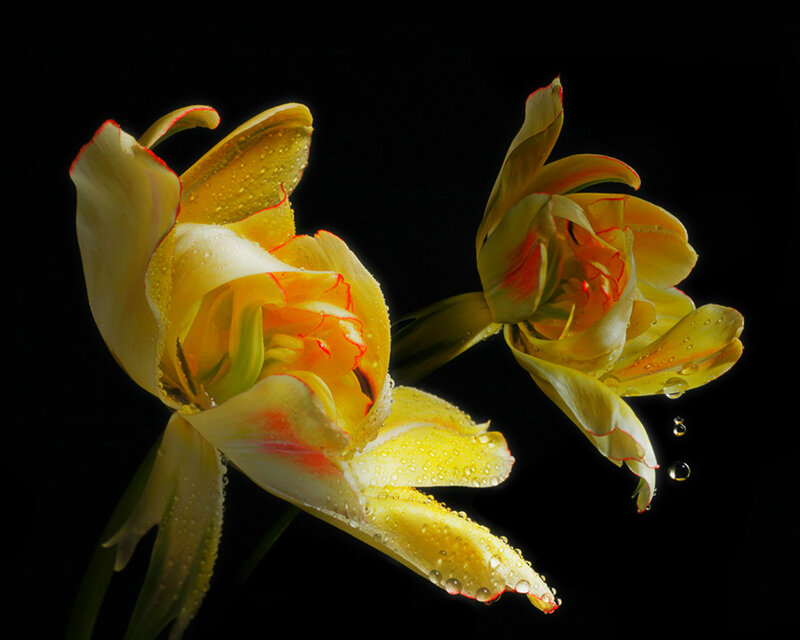 Yellow Tulips with Water Droplets — Dramatic