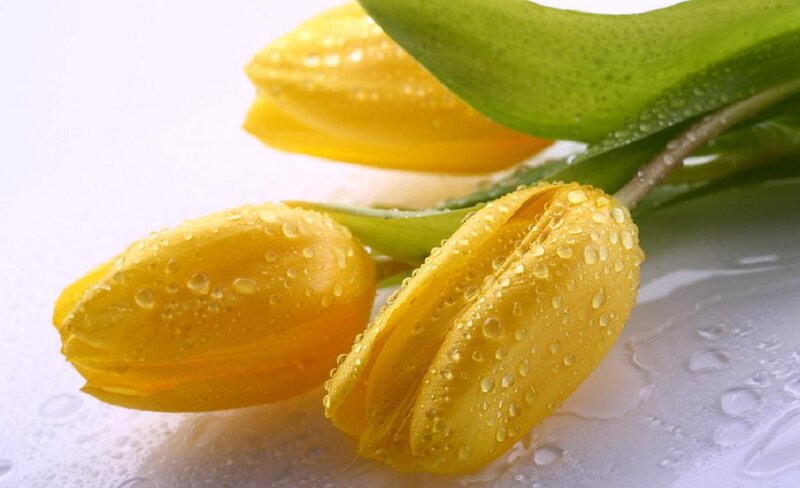 Yellow Tulips with Water Droplets — Fresh, Photograph