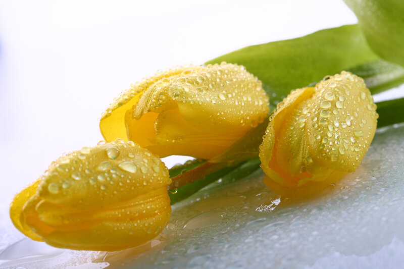 Yellow Tulips with Water Droplets — Fresh, Photograph, Water Droplets