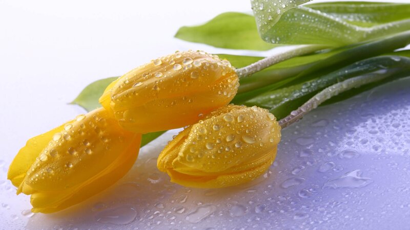Yellow Tulips with Water Droplets — Fresh, Spring, Photograph, Water Droplets