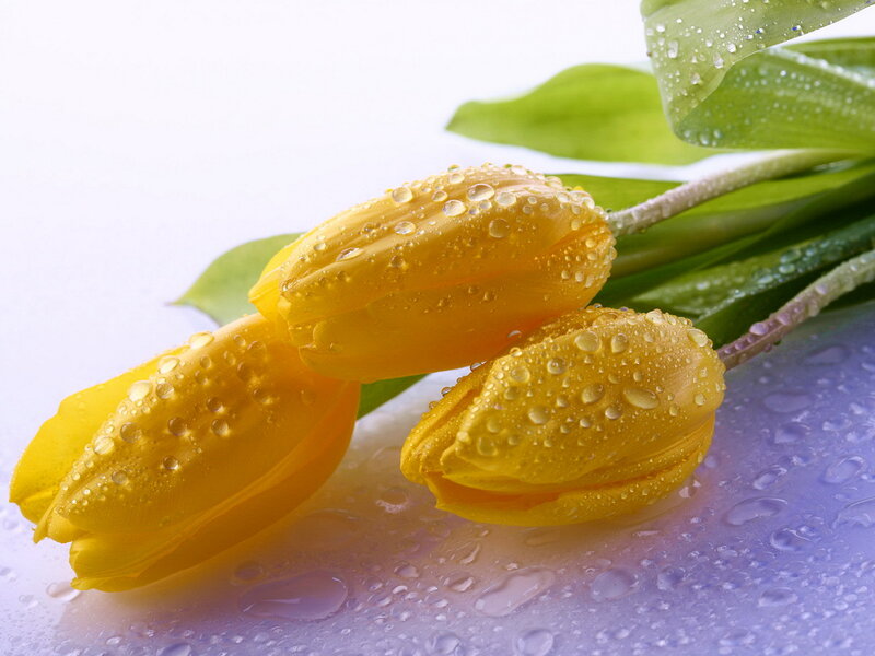 Yellow Tulips with Water Droplets — Fresh, Spring
