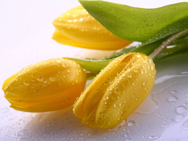 Yellow Tulips with Water Droplets — Fresh
