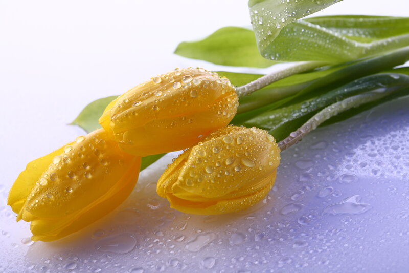 Yellow Tulips with Water Droplets — Serene