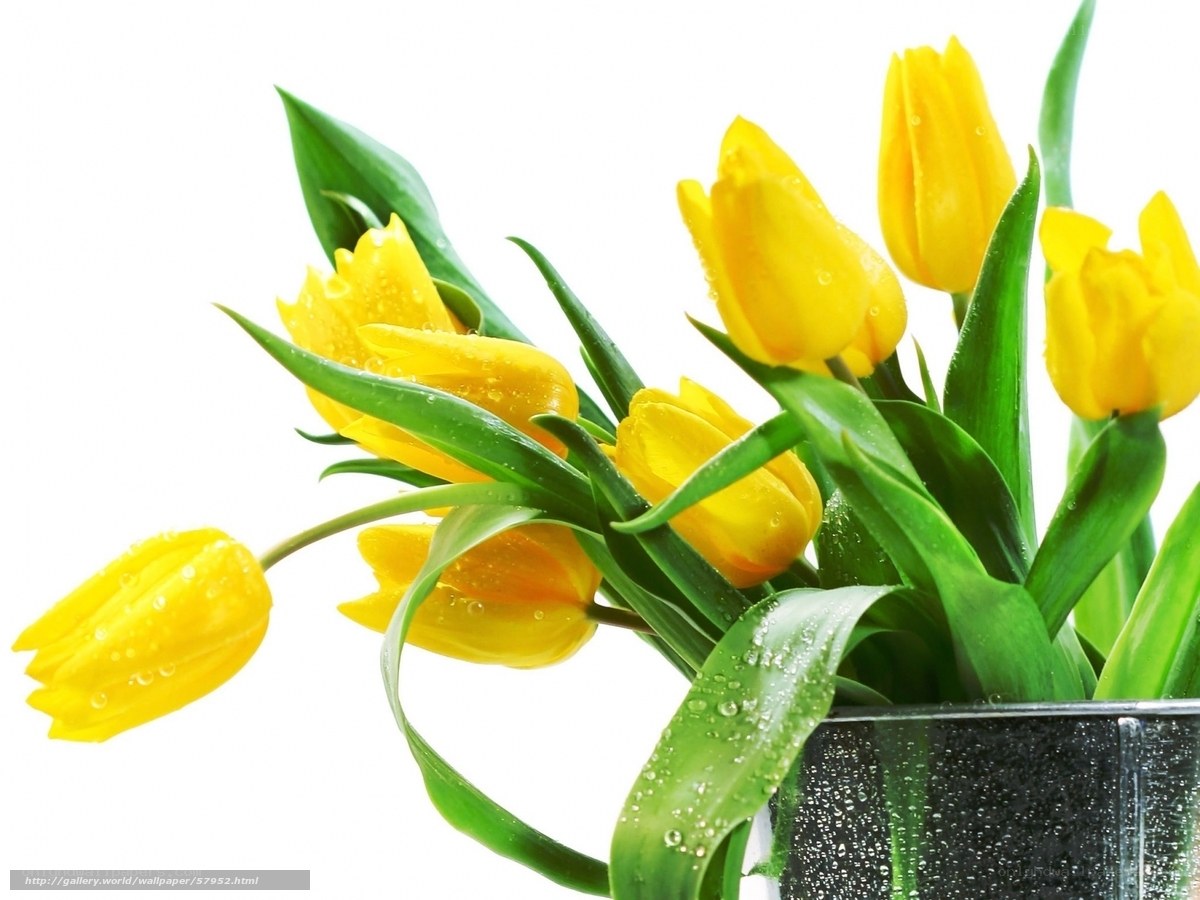 Yellow tulips with water droplets