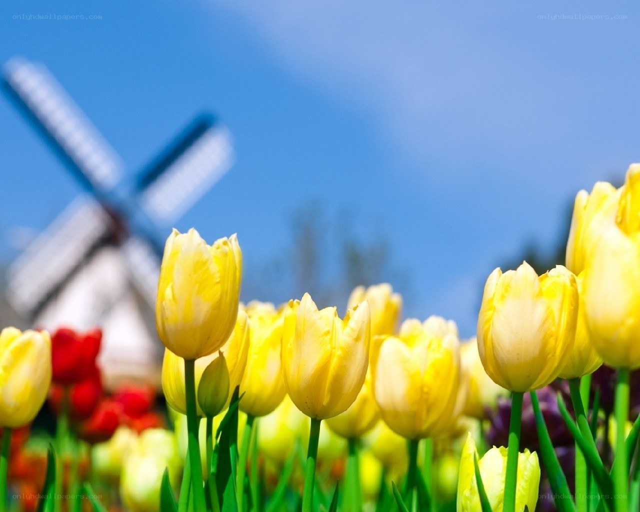 Yellow tulips with windmill