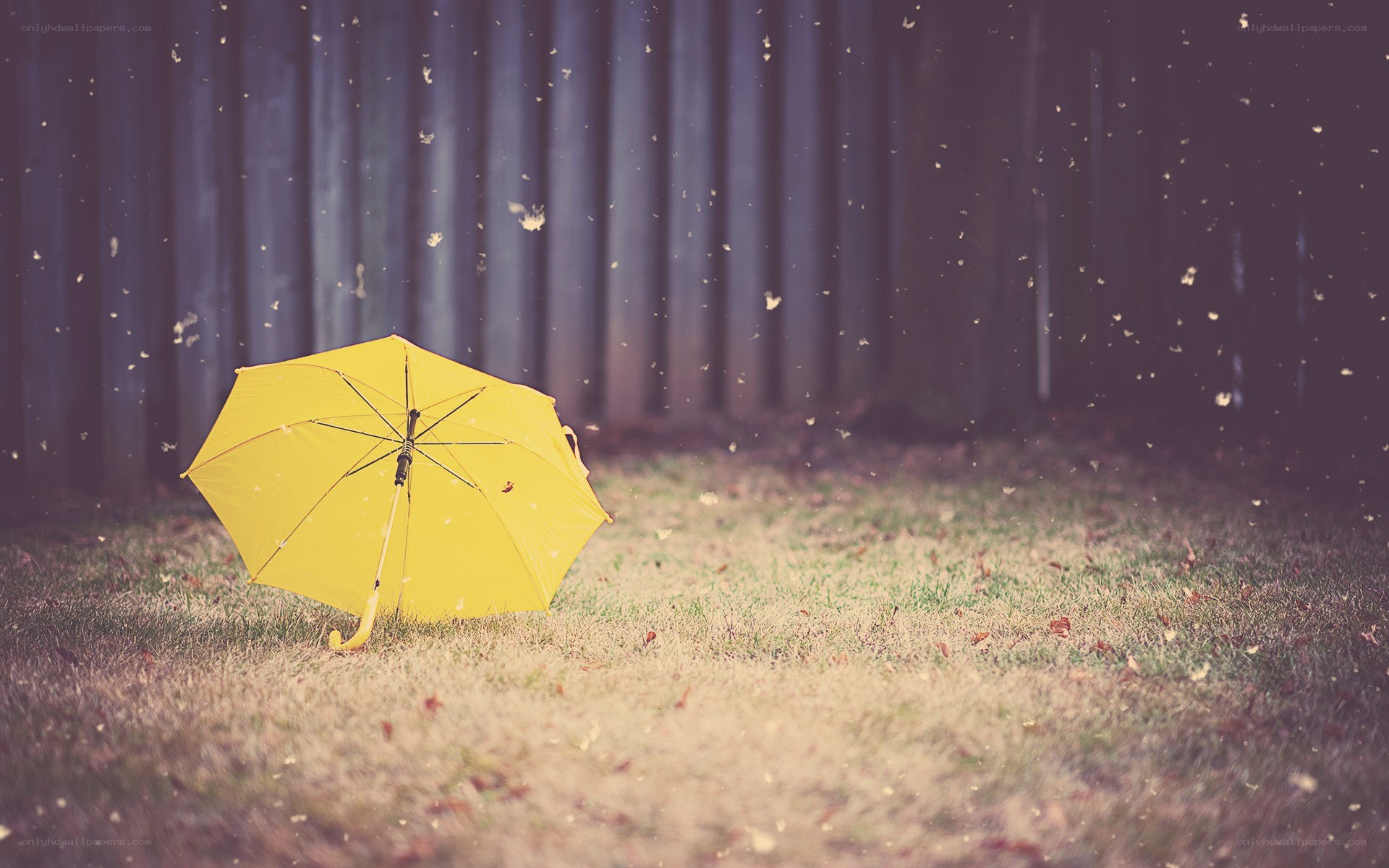 yellow umbrella on grass