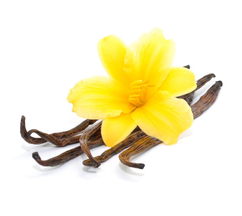 Yellow Vanilla Flower