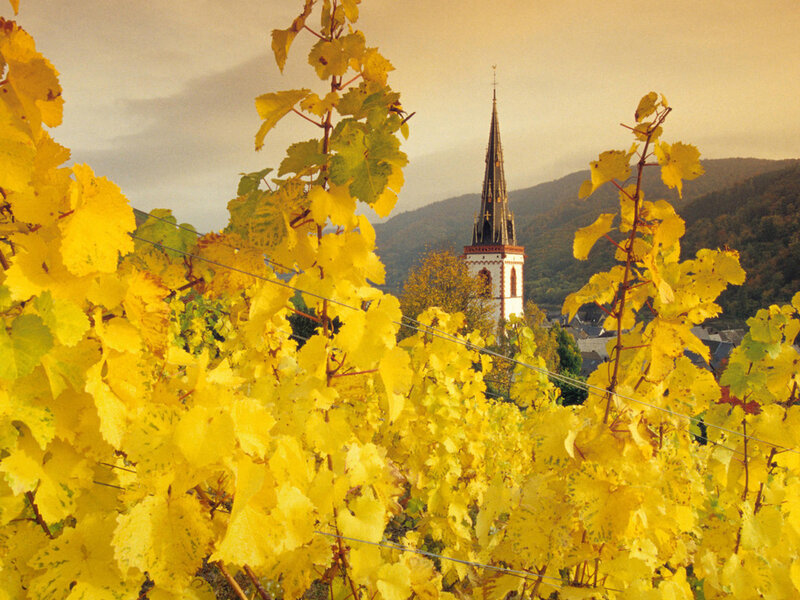 Yellow Vine Leaves