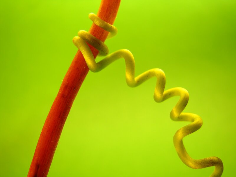 Yellow vine spiraling around red stem