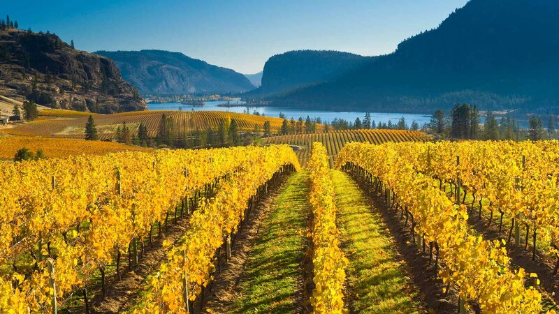 Yellow Vineyard Rows
