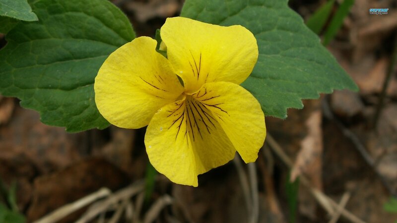 Yellow Violets in Forest