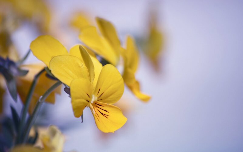 Yellow violets in soft focus