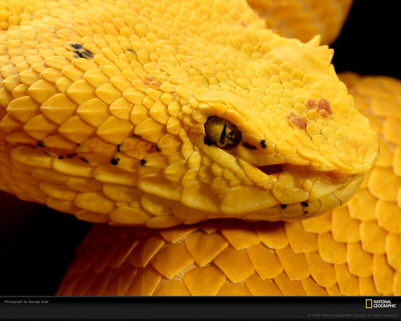 Yellow Viper Snake — Dramatic