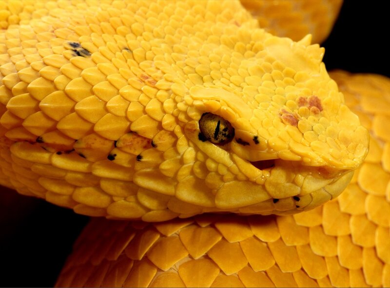 Yellow Viper Snake