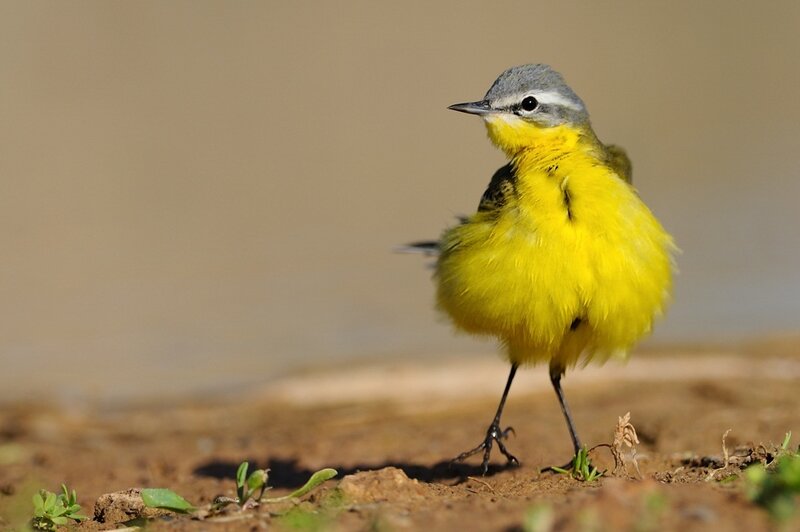 Yellow Wagtail Bird — Calm