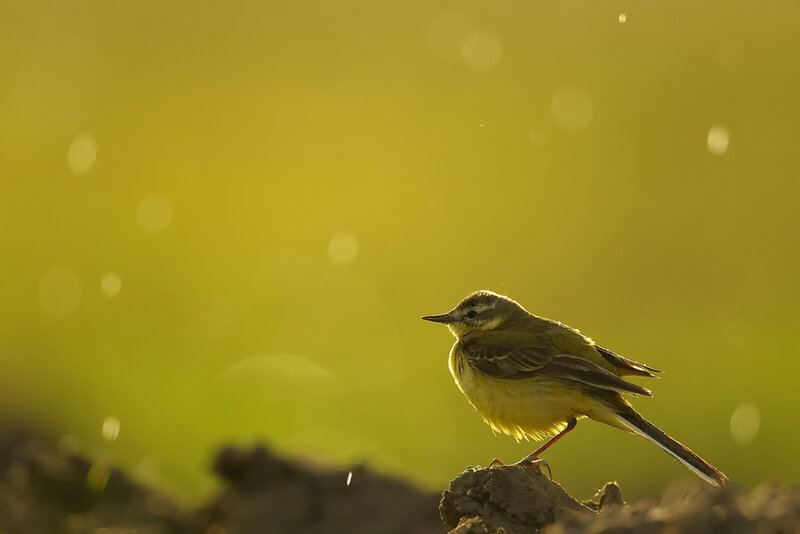 Yellow Wagtail Bird — Green