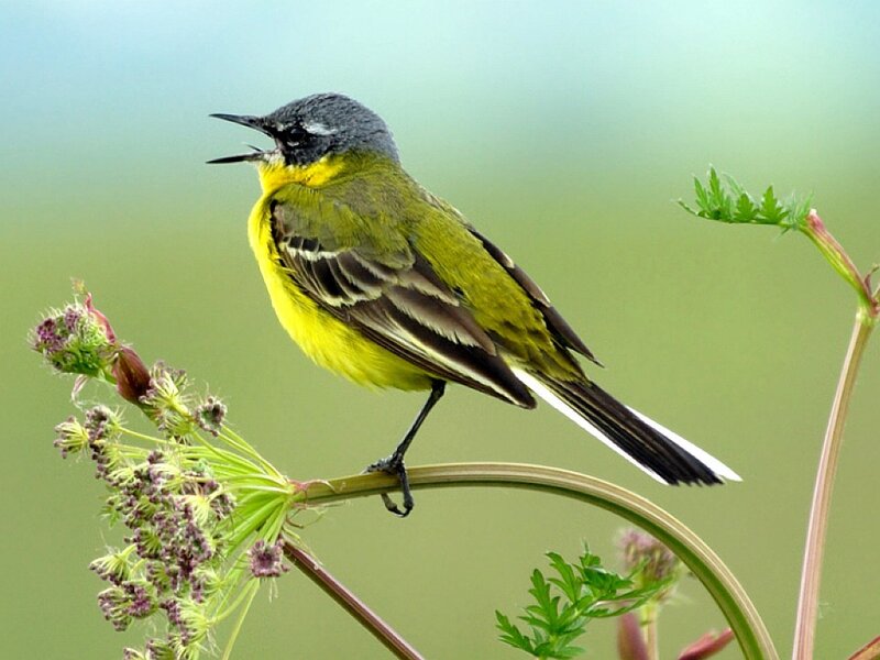 Yellow Wagtail Bird