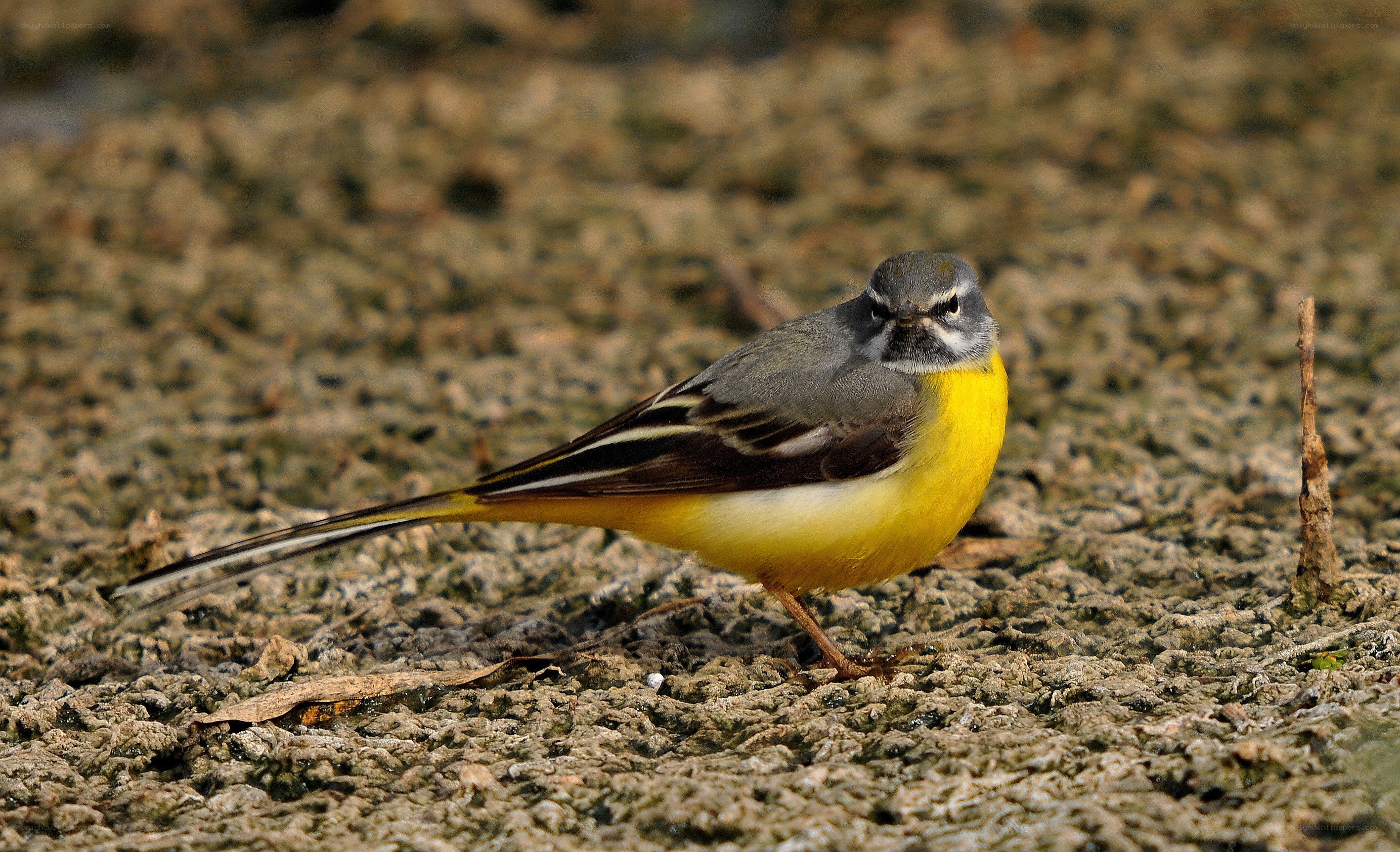 Yellow wagtail on muddy ground