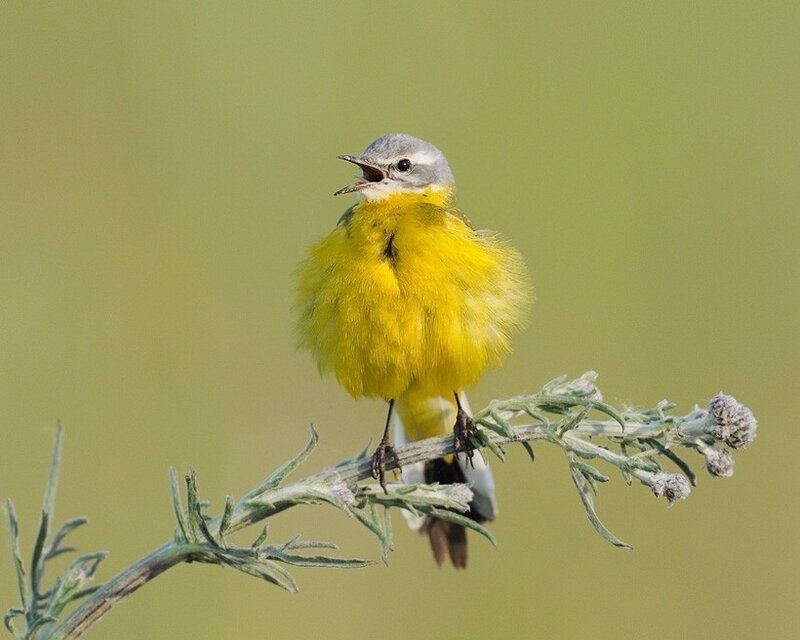 yellow wagtail singing on a branch